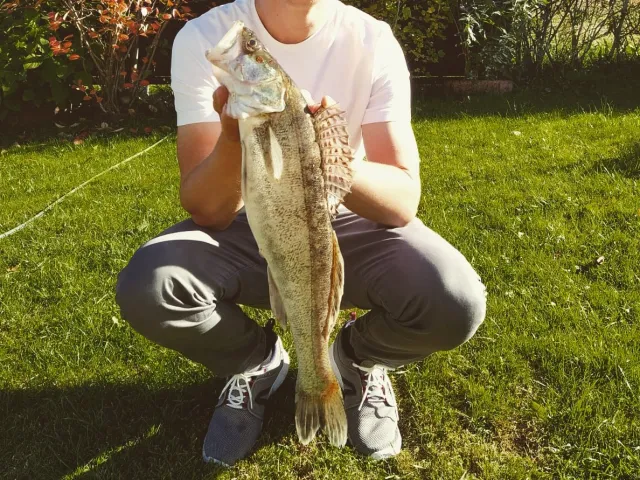 Zander