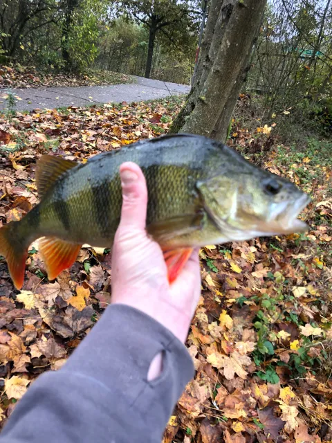 Flussbarsch