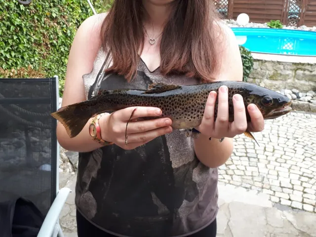 Bachforelle