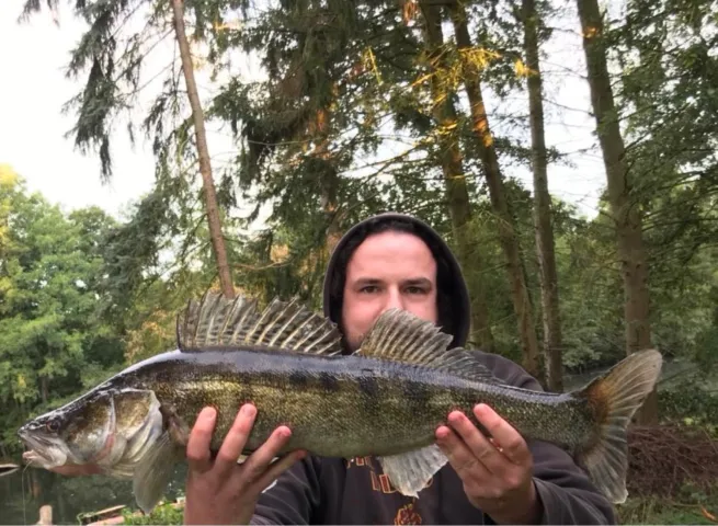 Zander