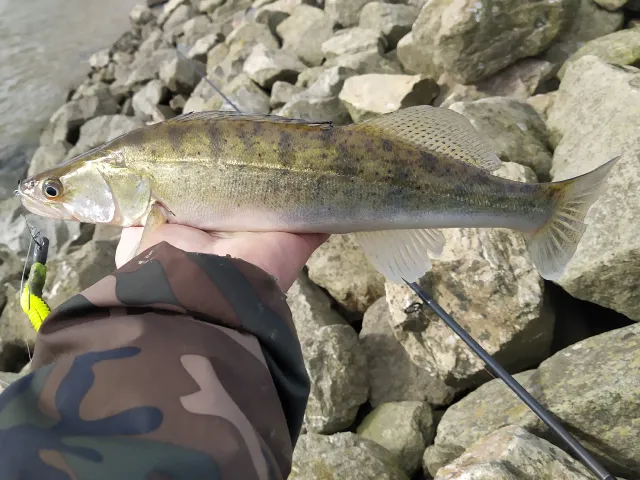Zander