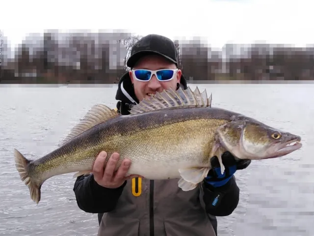 Zander