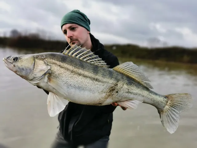 Zander