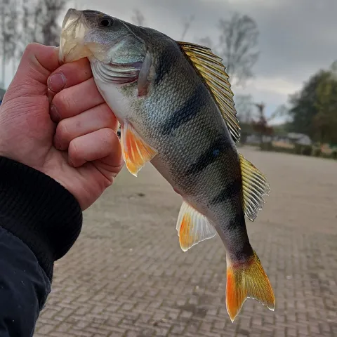 Flussbarsch