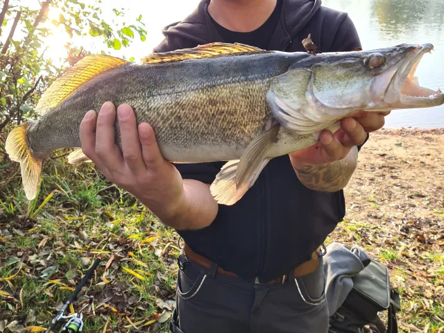 Zander