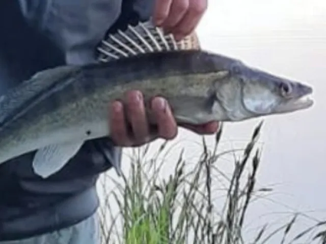Zander