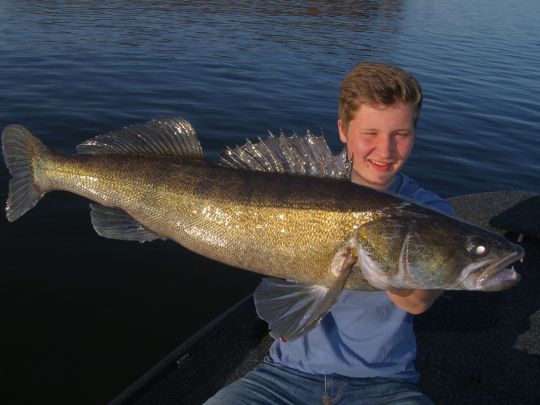 Zander