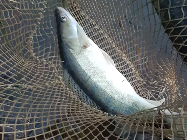 Zander
