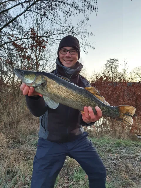 Zander