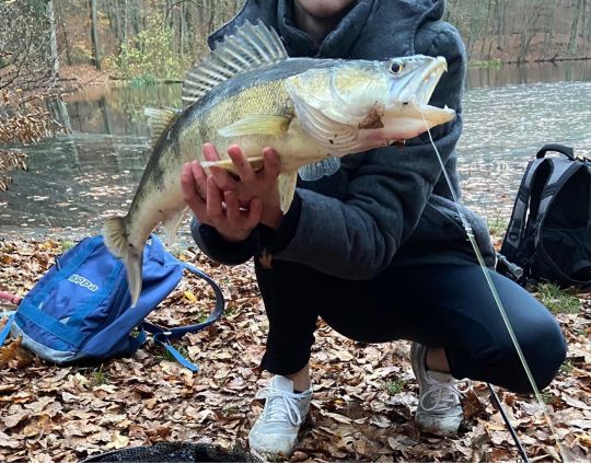 Zander