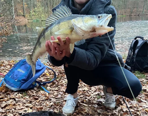 Zander