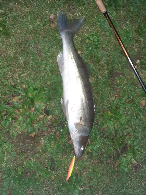 Zander