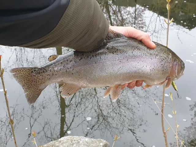 Regenbogenforelle