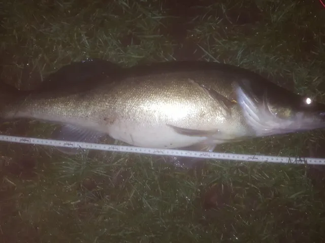 Zander