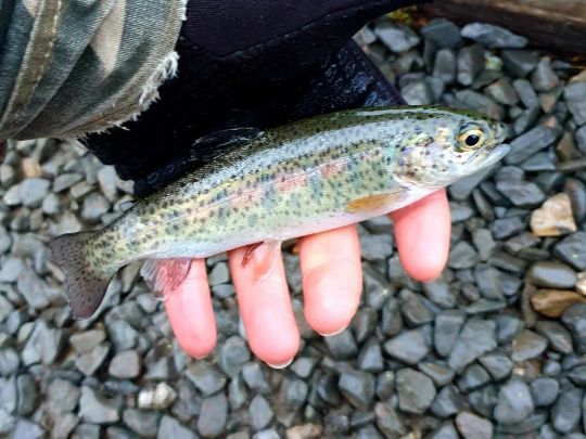 Regenbogenforelle