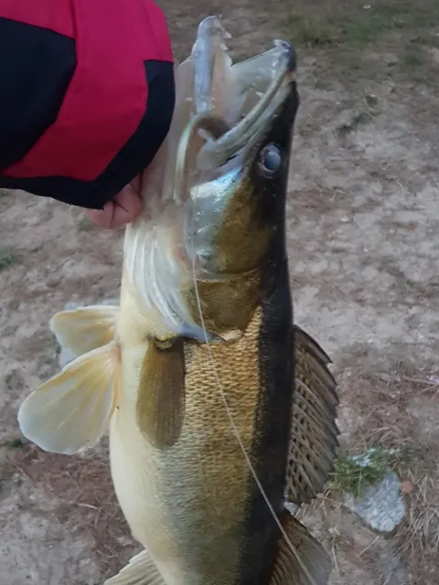 Zander
