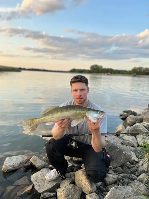 Zander