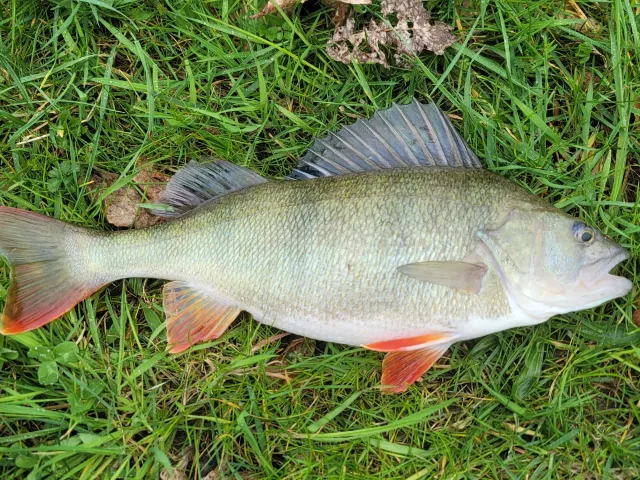 Flussbarsch