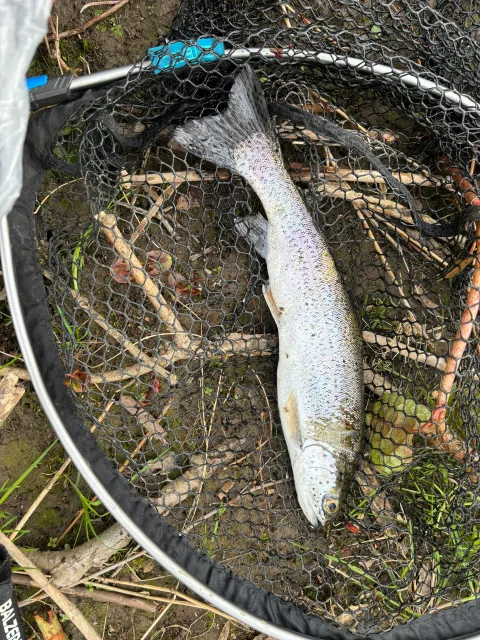 Regenbogenforelle
