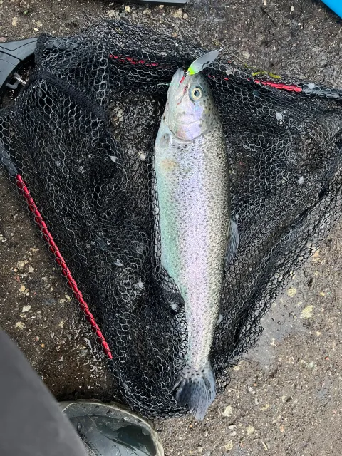 Regenbogenforelle