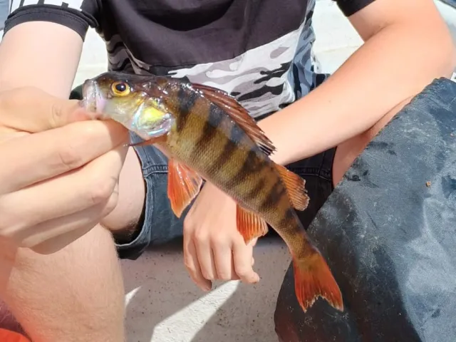 Flussbarsch