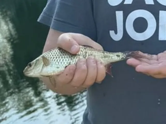 Perlfisch
