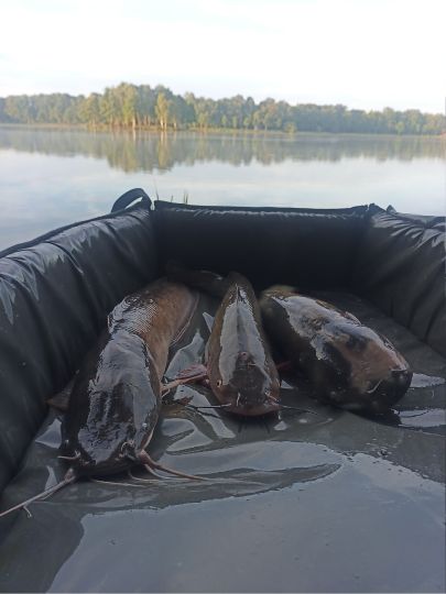 Afrikanischer Raubwels