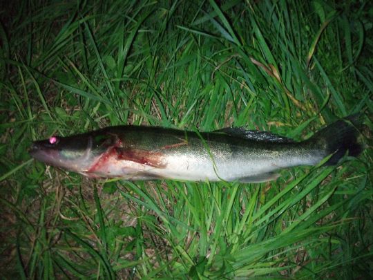 Zander