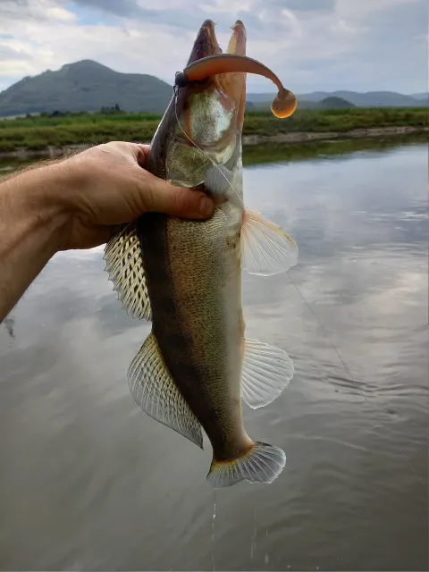 Zander