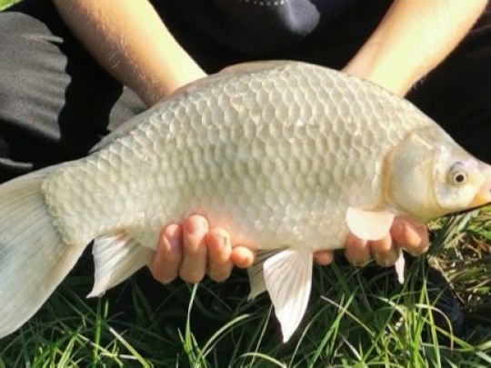 Giebel