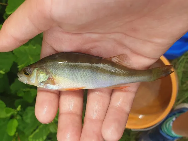 Flussbarsch