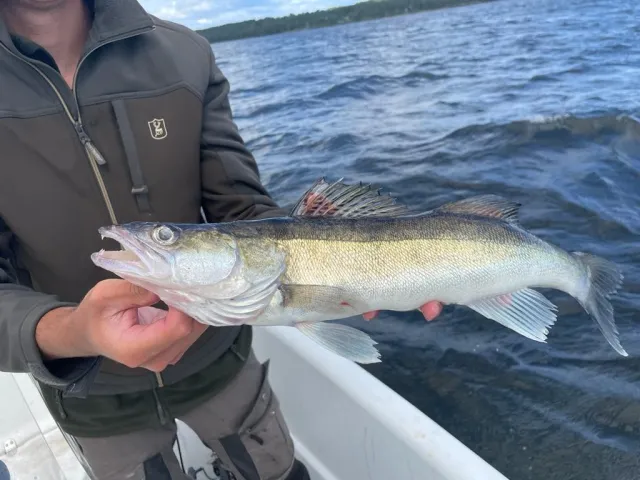 Zander