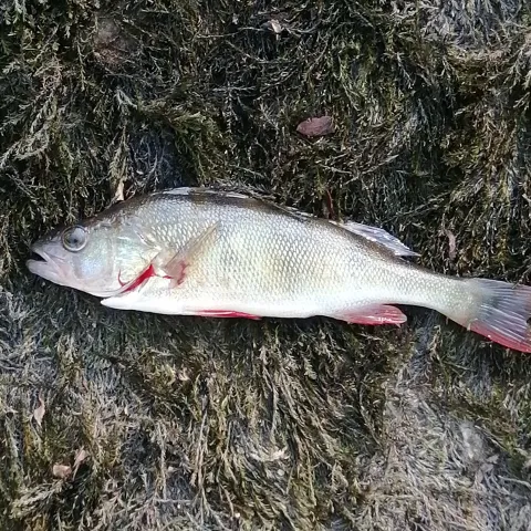 Flussbarsch