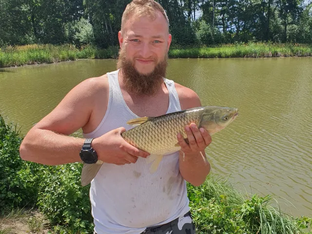 Graskarpfen