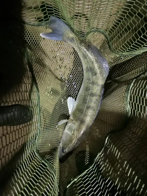 Zander