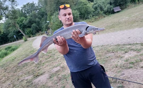 Stör