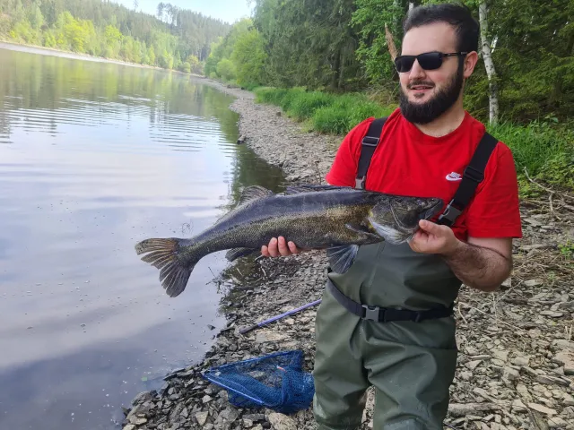 Zander