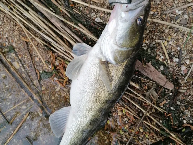 Zander
