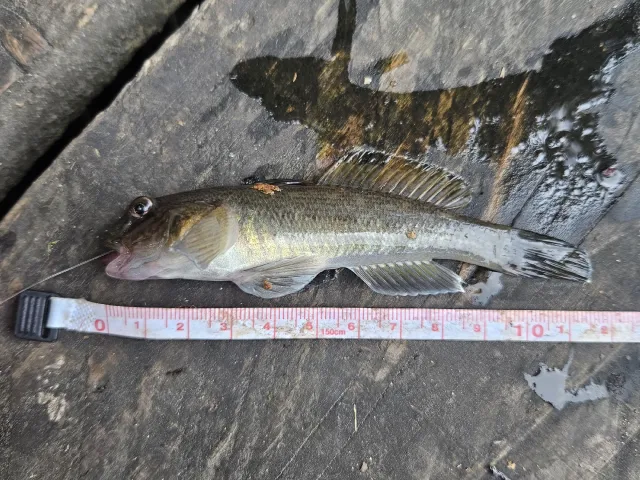 Flussgrundel