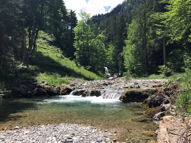 Bachforelle