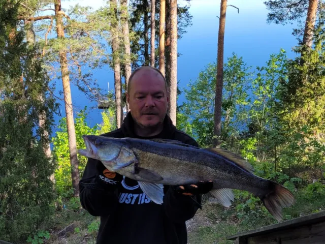 Zander