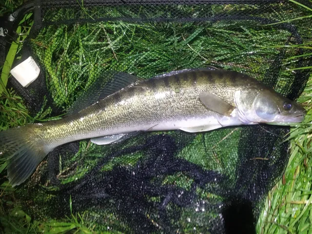 Zander