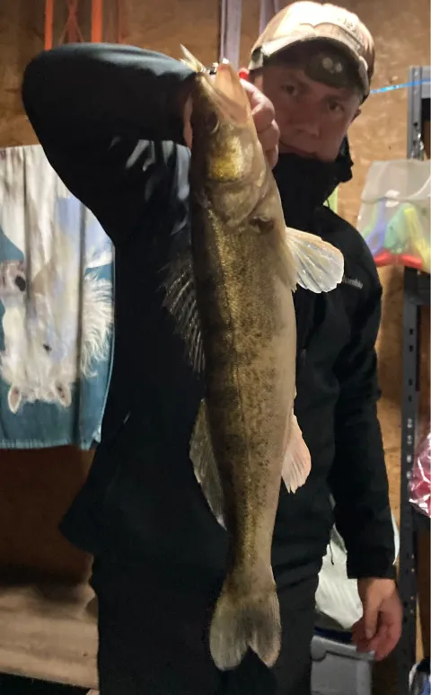 Zander