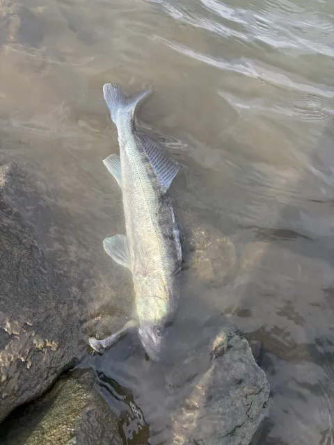 Zander