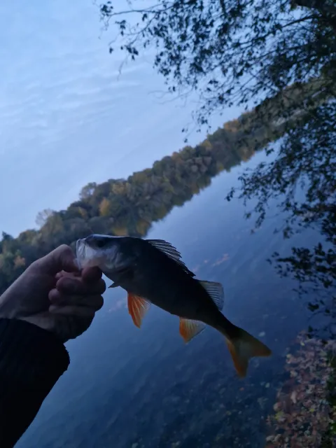Flussbarsch