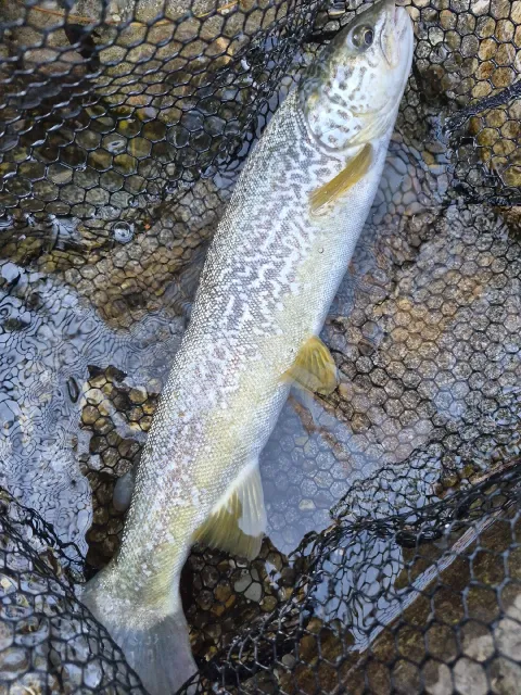 Marmorataforelle
