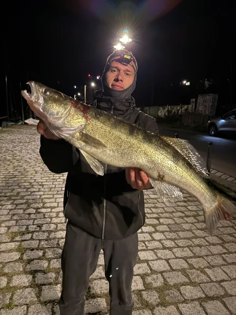 Zander
