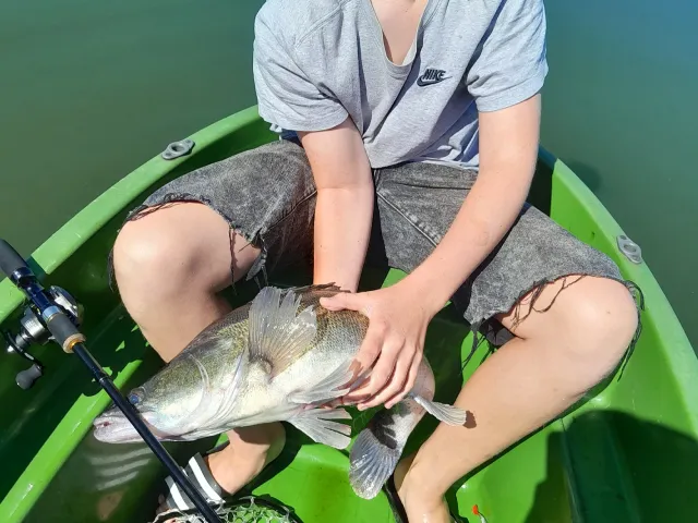 Zander