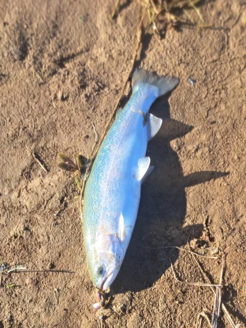 Regenbogenforelle