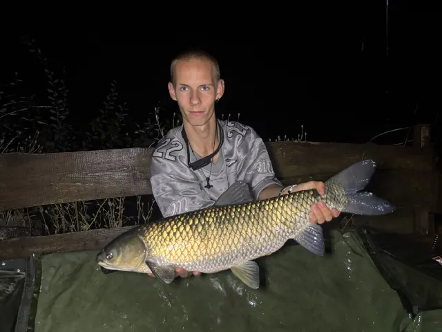 Graskarpfen